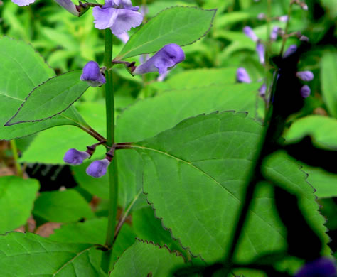 image of Scutellaria serrata, Showy Skullcap, Serrate Skullcap