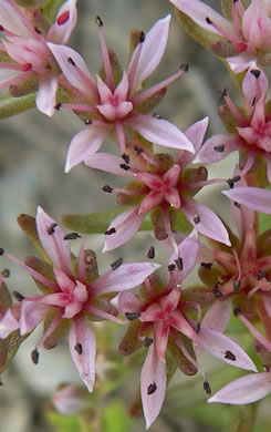 image of Sedum pulchellum, Widow's Cross, Glade Stonecrop, Rock Moss, Lime Stonecrop