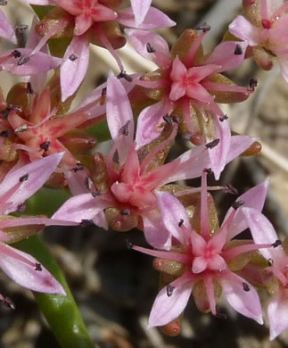 image of Sedum pulchellum, Widow's Cross, Glade Stonecrop, Rock Moss, Lime Stonecrop