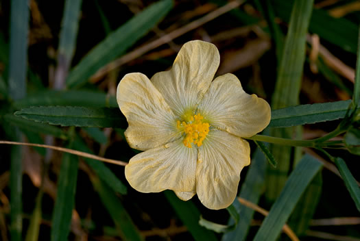 image of Sida elliottii var. elliottii, Coastal Plain Sida, Elliott's Fanpetals