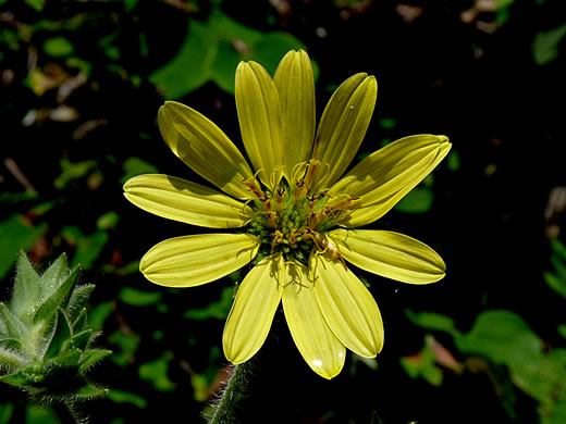 image of Silphium mohrii, Shaggy Rosinweed