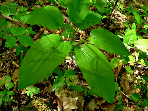 image of Smilax hugeri, Huger's Carrionflower