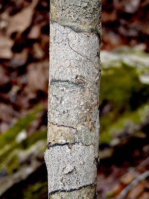 image of Staphylea trifolia, Bladdernut