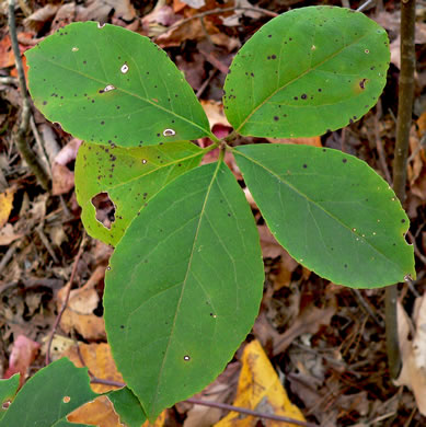 image of Symplocos tinctoria, Horsesugar, Sweetleaf, Dyebush