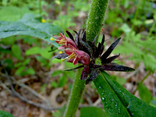 image of Triosteum aurantiacum var. aurantiacum, Orange-fruited Horse-gentian