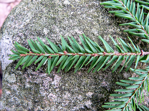 image of Tsuga canadensis, Eastern Hemlock, Canada Hemlock, Spruce Pine, Hemlock Spruce