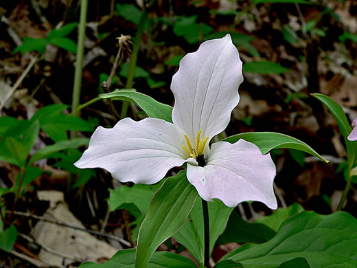 image of Trillium grandiflorum, Large-flowered Trillium, Great White Trillium, White Wake-robin, Showy Wake-robin