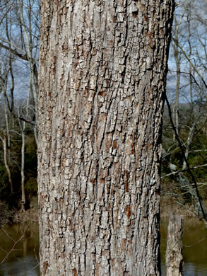 image of Tilia americana var. heterophylla, Mountain Basswood, White Basswood