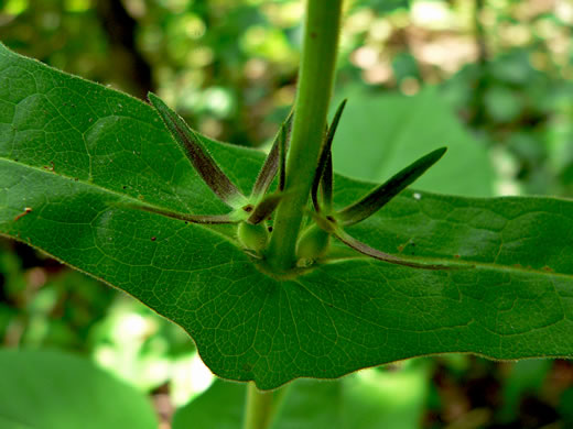 image of Triosteum perfoliatum, Perfoliate Horse-gentian, Perfoliate Tinker's-weed, Wild Coffee, Feverwort