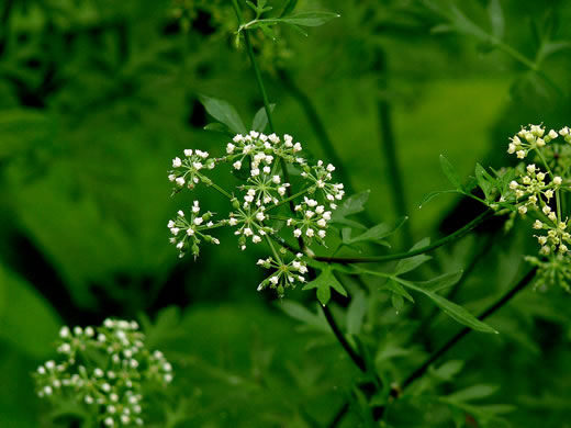 image of Thaspium pinnatifidum, Cutleaf Meadow-parsnip