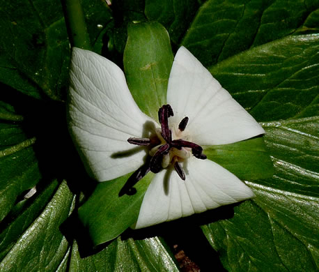 image of Trillium rugelii, Southern Nodding Trillium