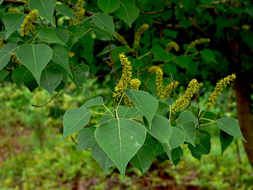 image of Triadica sebifera, Popcorn Tree, Chinese Tallow-tree