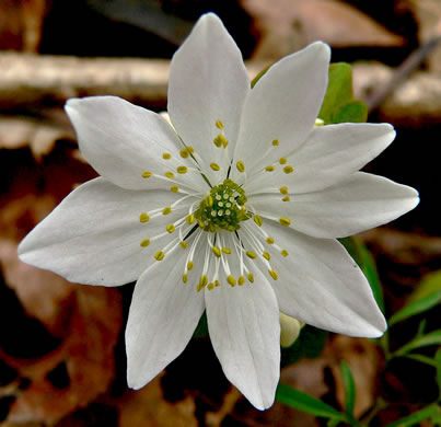 image of Thalictrum thalictroides, Windflower, Rue-anemone