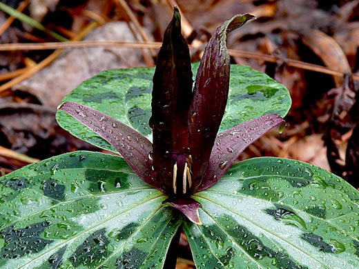 image of Trillium underwoodii, Underwood's Trillium