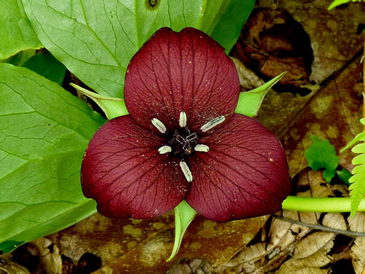 image of Trillium vaseyi, Vasey's Trillium, Sweet Trillium, Sweet Beth