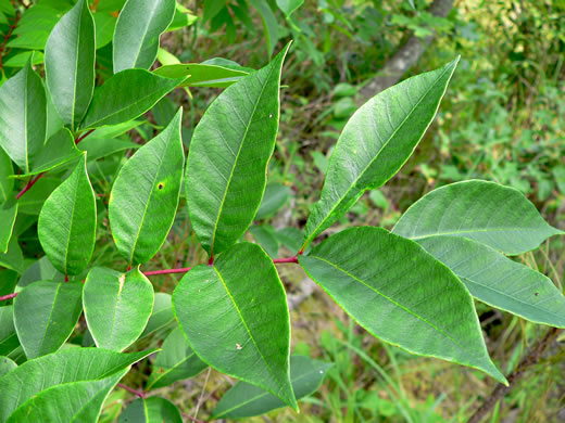 image of Toxicodendron vernix, Poison Sumac, Thunderwood