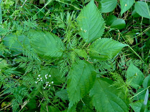 image of Trepocarpus aethusae, White-nymph