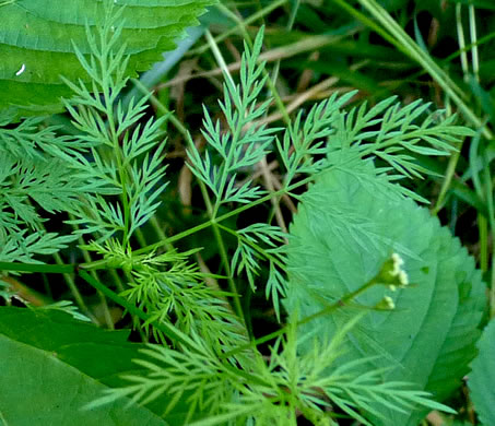 image of Trepocarpus aethusae, White-nymph