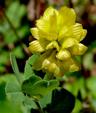 Trifolium campestre, Hop Clover, Low Hop Clover, Field Clover