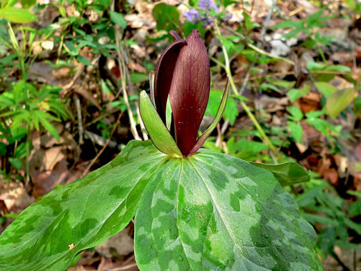 image of Trillium cuneatum, Little Sweet Betsy, Purple Toadshade