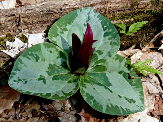 image of Trillium decumbens, Decumbent Trillium, Trailing Trillium