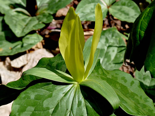 image of Trillium luteum, Yellow Trillium, Yellow Toadshade, Lemon-scented Trillium, Wax Trillium