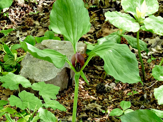 image of Trillium recurvatum, Prairie Trillium, Prairie Wake-robin, Recurved Trillium