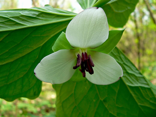 image of Trillium rugelii, Southern Nodding Trillium