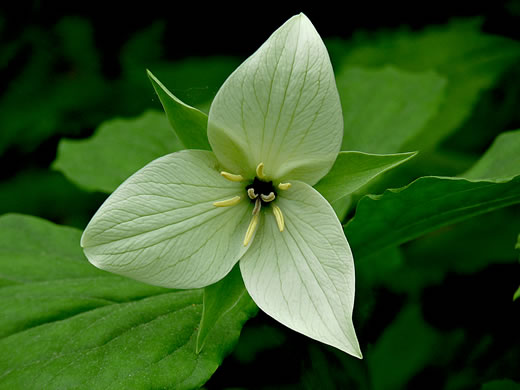 image of Trillium simile, Sweet White Trillium, Confusing Trillium, Jeweled Trillium