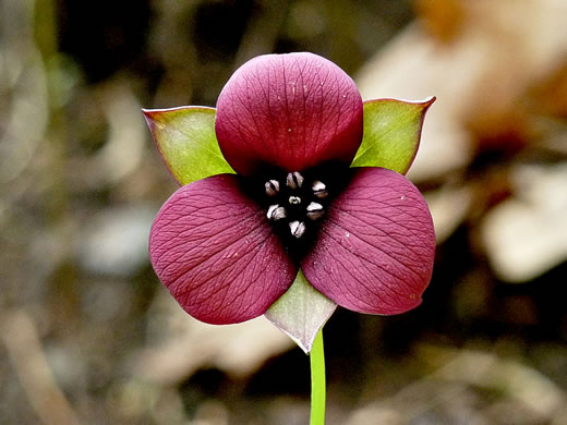 image of Trillium sulcatum, Southern Red Trillium, Barksdale's Trillium