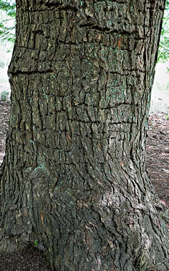 image of Tsuga canadensis, Eastern Hemlock, Canada Hemlock, Spruce Pine, Hemlock Spruce