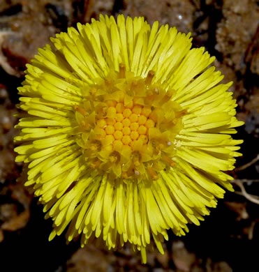 Tussilago farfara