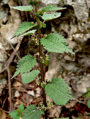 Urtica chamaedryoides, Weak Nettle, Dwarf Stinging Nettle, Heartleaf Nettle