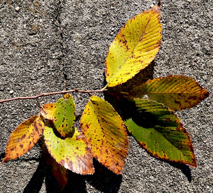 image of Ulmus serotina, September Elm, Rock Elm