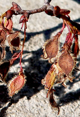 image of Ulmus serotina, September Elm, Rock Elm