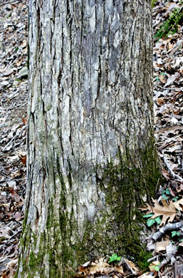 image of Ulmus serotina, September Elm, Rock Elm