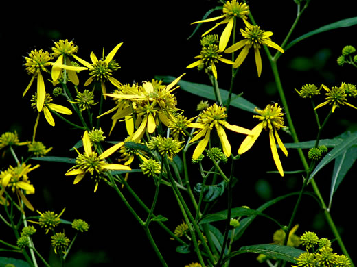 image of Verbesina alternifolia, Common Wingstem