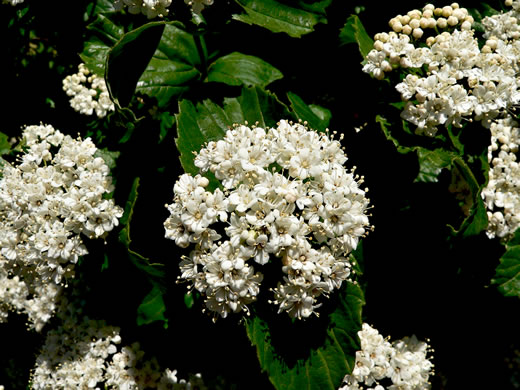 image of Viburnum rafinesqueanum, Downy Arrowwood