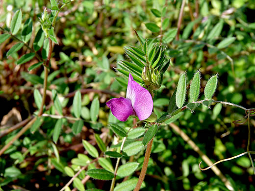 image of Vicia sativa ssp. nigra, Narrowleaf Vetch, Garden Vetch