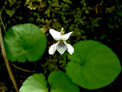 image of Viola blanda, Sweet White Violet