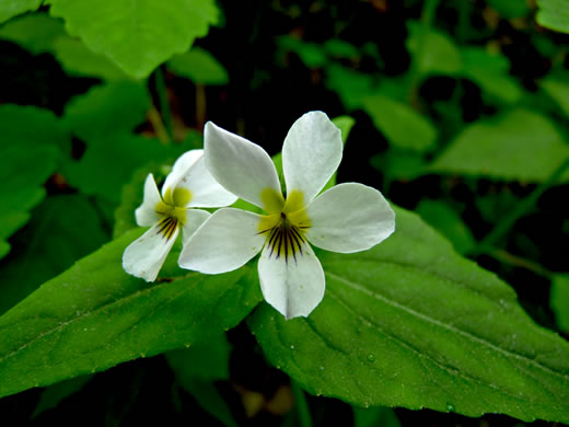 image of Viola canadensis, Canada Violet, Tall White Violet