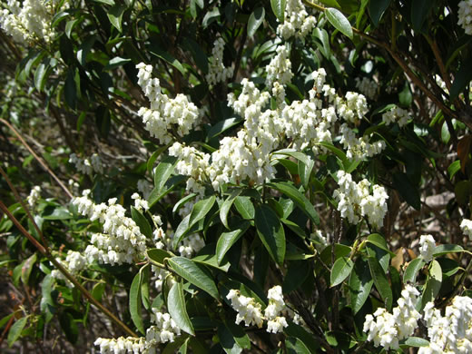 image of Pieris floribunda, Evergreen Mountain Fetterbush, Mountain Andromeda