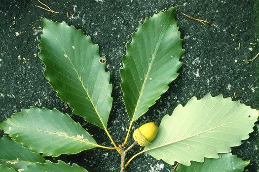 image of Quercus montana, Rock Chestnut Oak, Mountain Oak, Tanbark Oak