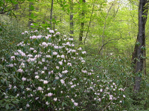 image of Rhododendron carolinianum, Carolina Rhododendron, Punctatum