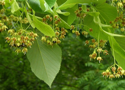 Mountain Basswood