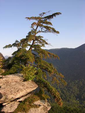 Tsuga caroliniana, Carolina Hemlock, Crag Hemlock