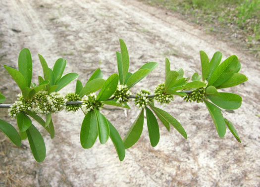 image of Sideroxylon lycioides, Buckthorn Bumelia, Buckthorn Bully, Carolina Buckthorn