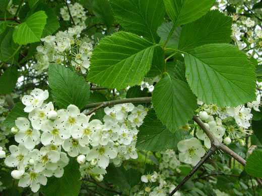 image of Crataegus succulenta var. succulenta, Fleshy Hawthorn