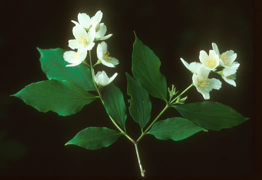 image of Philadelphus pubescens, Ozark Mock-orange, Hairy Mock-orange