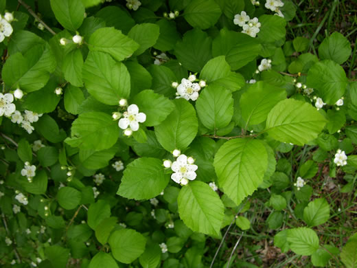 image of Crataegus triflora, Threeflower Hawthorn